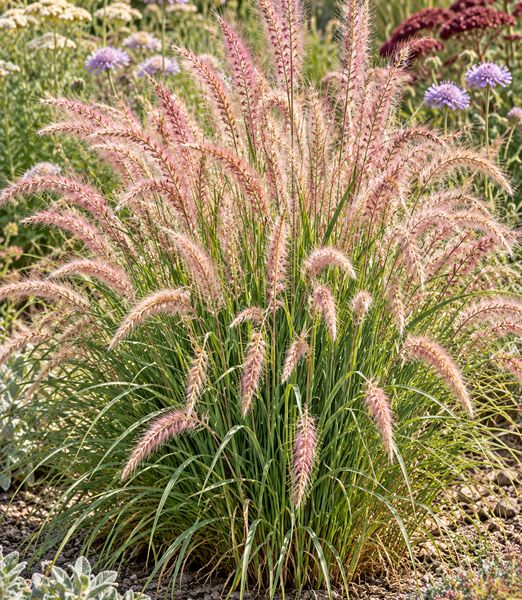 Pennisetum orientale ‘Flamingo’
